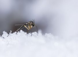 mosquitoes in winter