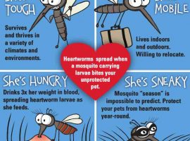 diseases caused by mosquitoes