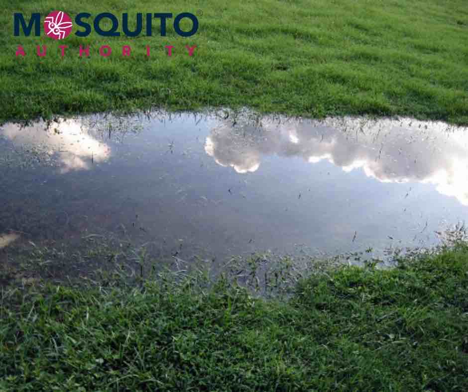 One of the best ways to get rid of mosquitoes is to eliminate standing water