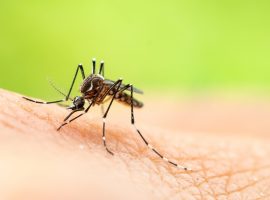 best mosquito control for yard