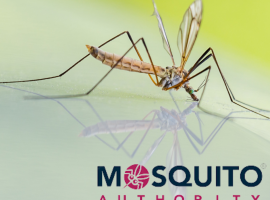 Why We Need Mosquito Control